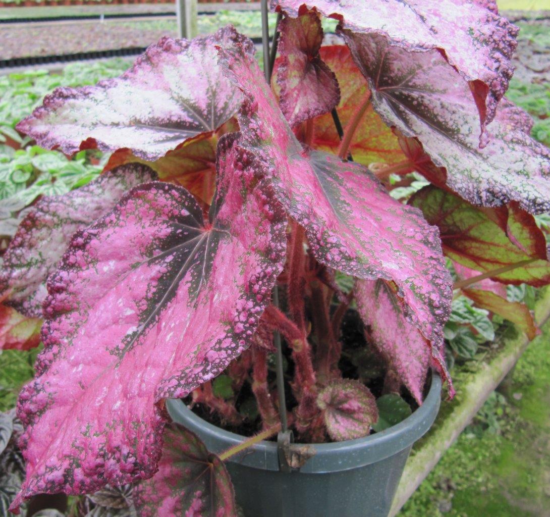 B. ‘Harmony’s Royal Majesty’